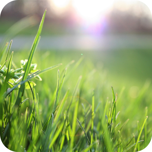 A dense, healthy lawn